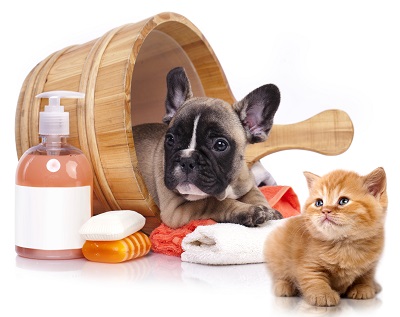 grooming lakewood pet grooming lakewood cat grooming services lakewood groomers lakewood grooming lakewood pet grooming lakewood cat grooming services lakewood groomers lakewood