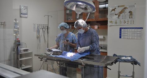 Bloomfield Animal Hospital Office inside surgery room