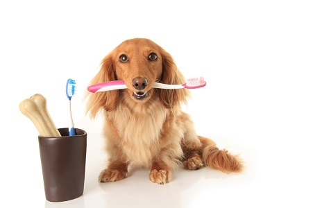 Dog holding tooth brush