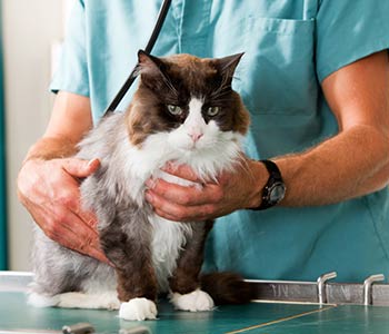 keeping your cat calm at Bloomfield Animal Hospital, Dr. Jose Arambulo
