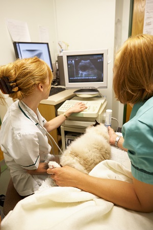 Cat Having Ultrasound Scan At Vets