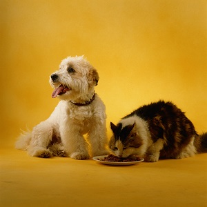 Dog and cat eating