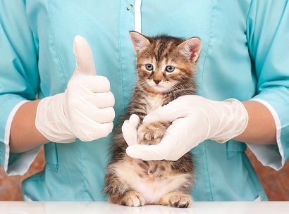 small kitten into the hands of the physician