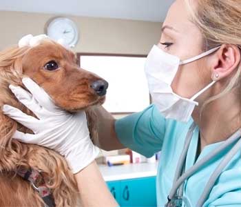About your trusted family veterinary clinic in Lakewood, CA