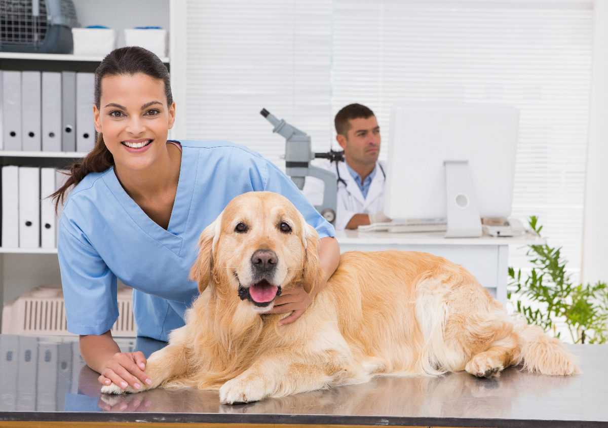 Budget Friendly Animal Hospital Near Me In Lakewood, CA