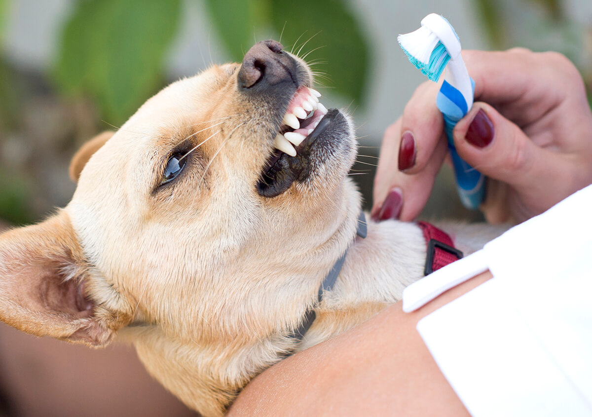 Animal Dentistry in Lakewood CA Area