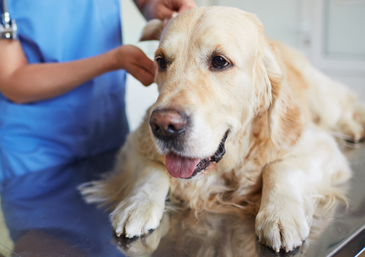 Animal Dermatology Service in Lakewood CA Area