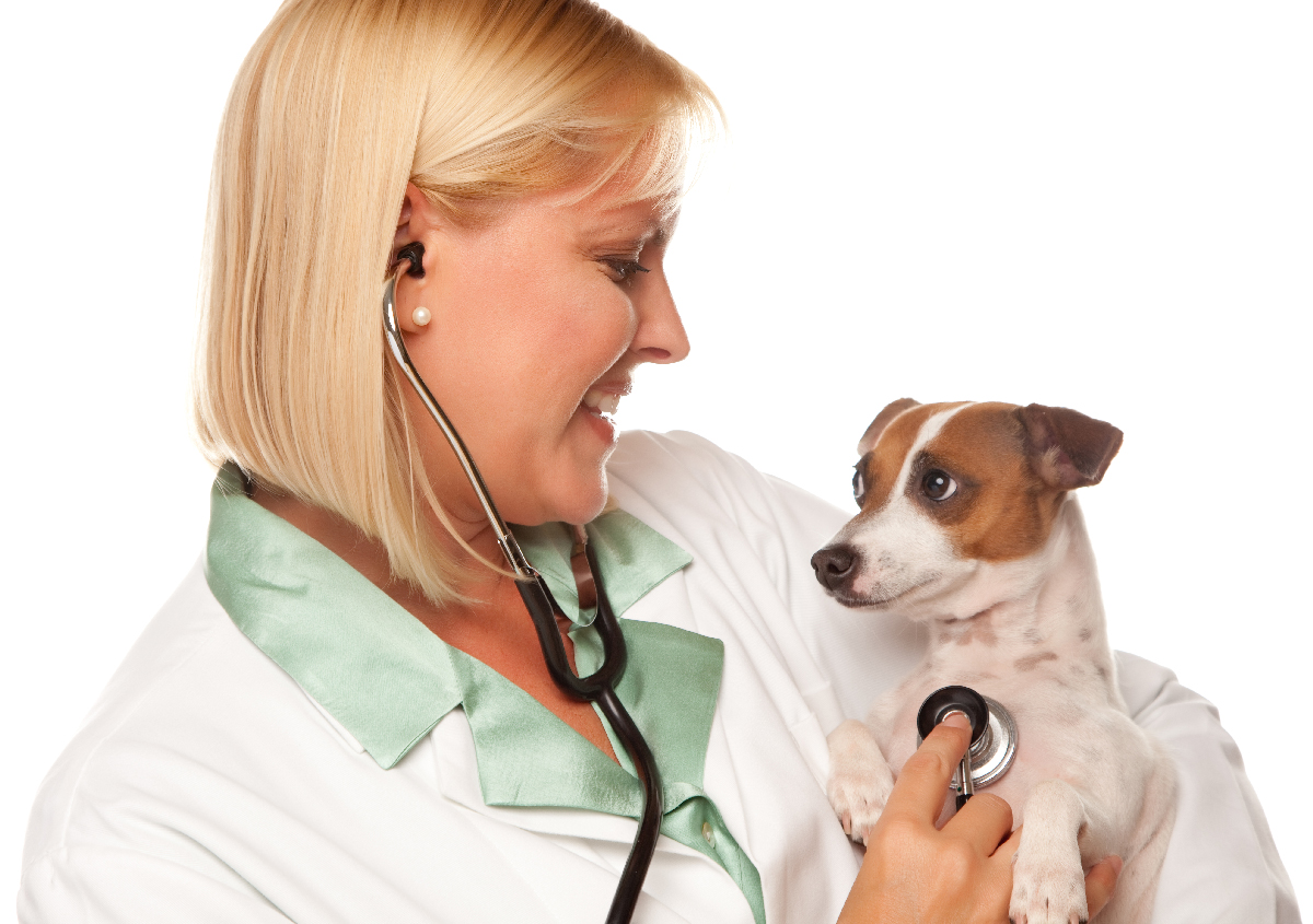 Board Certified Veterinary Cardiologist Southern California