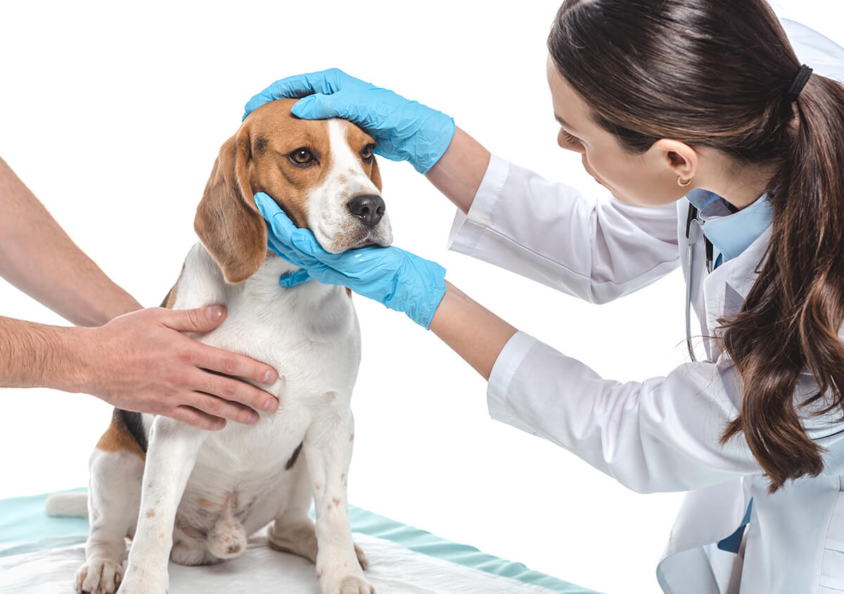 Emergency Clinic for Pets in Lakewood CA Area