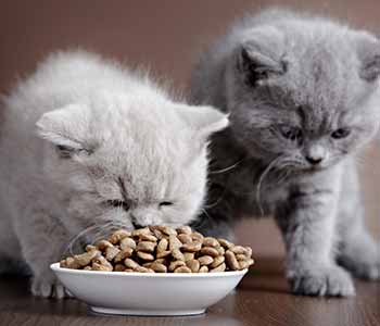 Two kittens are playing with there food plate