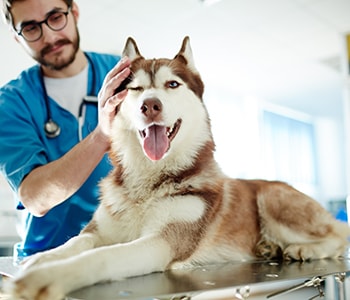 Family Pet Clinic Lakewood CA - Pet Clinic Services and Benefits