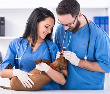 Two veterinary doctors with dog during the examination in veterinary clinic