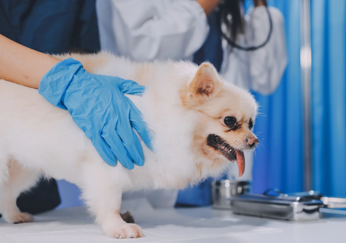 Feline Leukemia Virus Disease In Lakewood CA