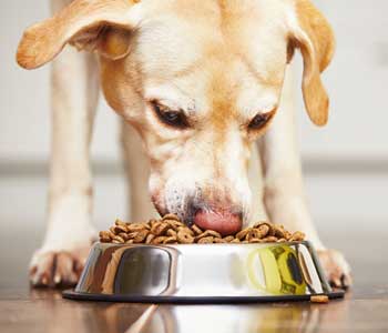 Dr. Arambulo Jose at Bloomfield Animal Hospital explains Choosing the right food for your pet