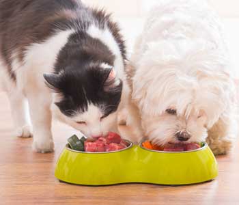 Dr. Arambulo Jose at Bloomfield Animal Hospital explains giving your pet the best nutrition and ingredients