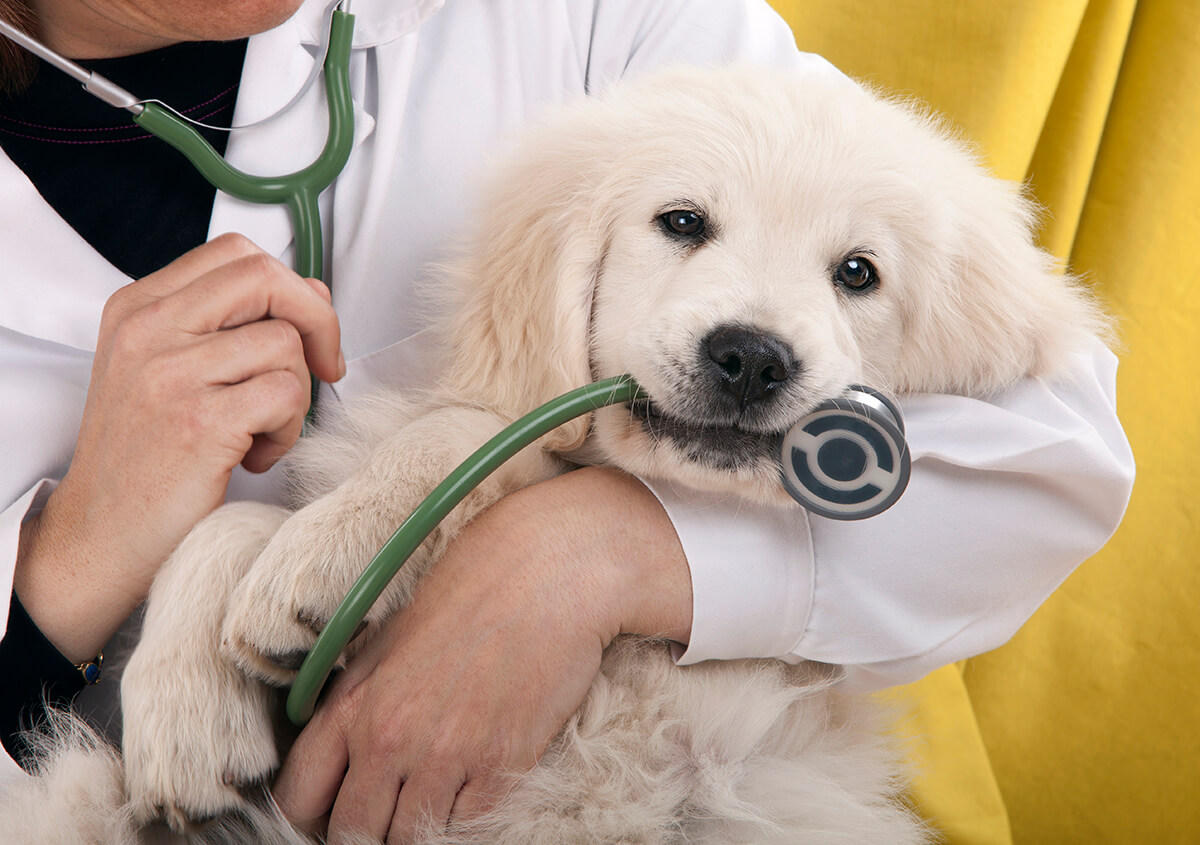 Orthopedic Surgery For Dogs in Lakewood CA Area