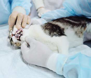 The vet examines the teeth of the cat. 