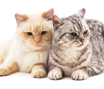 Spay and Neuter Services in Lakewood area