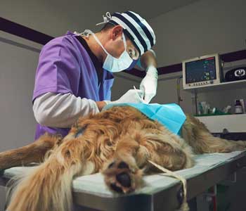 Surgical protocols at a Lakewood, CA animal hospital