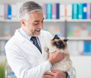 Tips to Control Pet Allergies in Lakewood area
