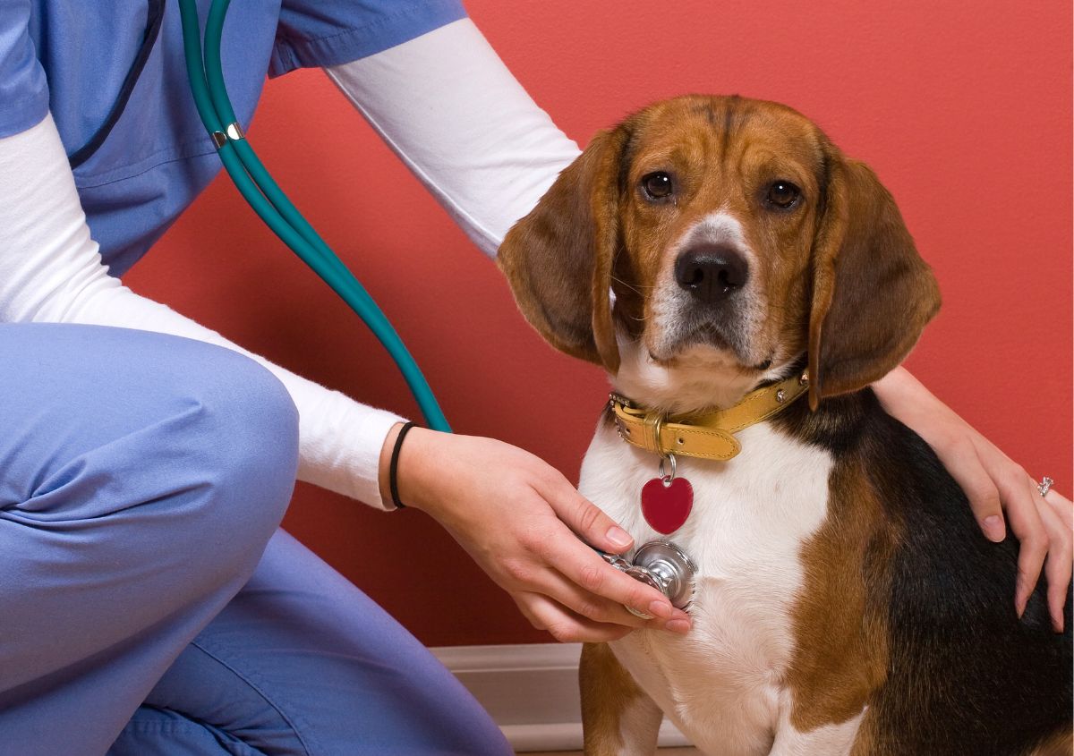 Heart Disease Treatment for Pets in Lakewood CA Area