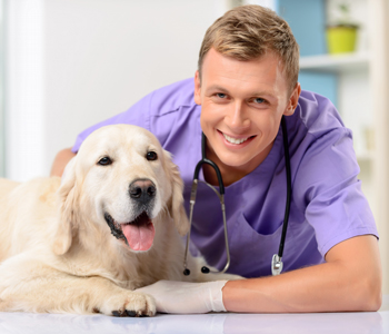 The Best Veterinary Dental Services Near Me In Lakewood, CA Area