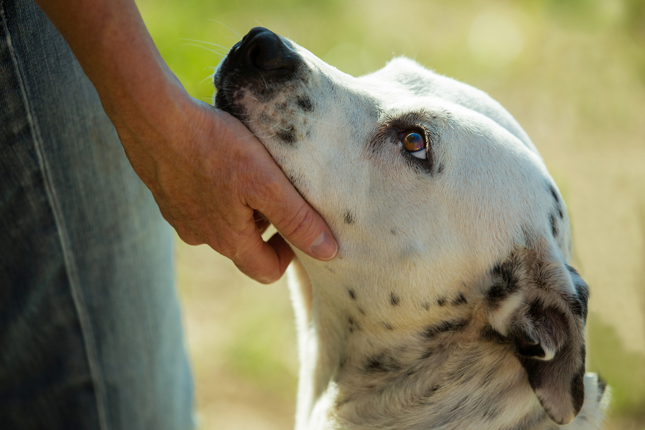 Homeless with Dog Lakewood  Dog Caring