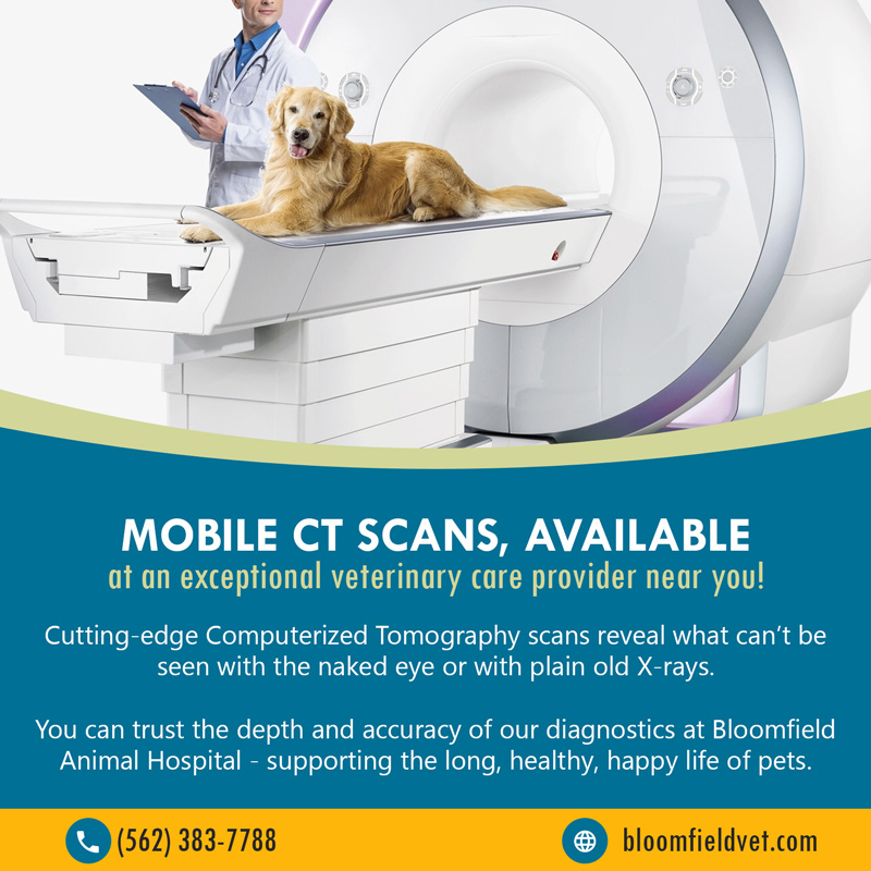 We are adding a new service called mobile CT scans for pets