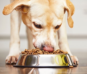 How Good Nutrition for Pets Helps Avoid Obesity at Lakewood