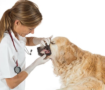Pet Dental Cleaning for Periodontal Disease
