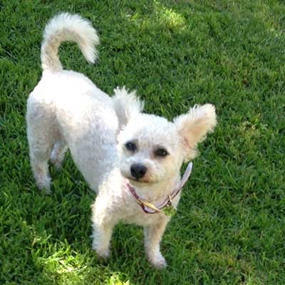 Coco Pet memorial