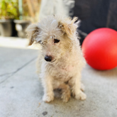 Heidi Pet memorial