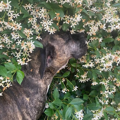 Rylie, Norwalk Blvd, Lakewood, CA