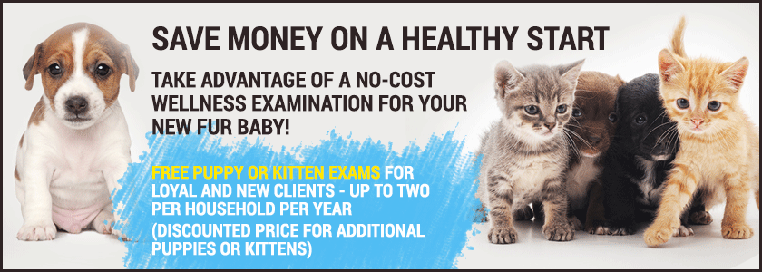 Bloomfield Animal Hospital - Special promotions - Free puppy or kitten exams