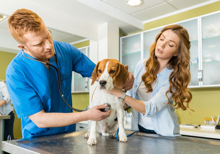 Pet Surgical Protocols from Dr. Jose Arambulo, Bloomfield Animal Hospital