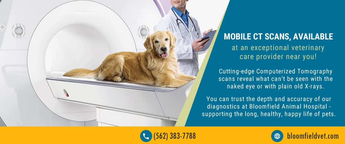 Mobile CT Pet Scan, Bloomfield Animal Hospital